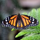 Danaus plexxipus- großer Monarchfalter 