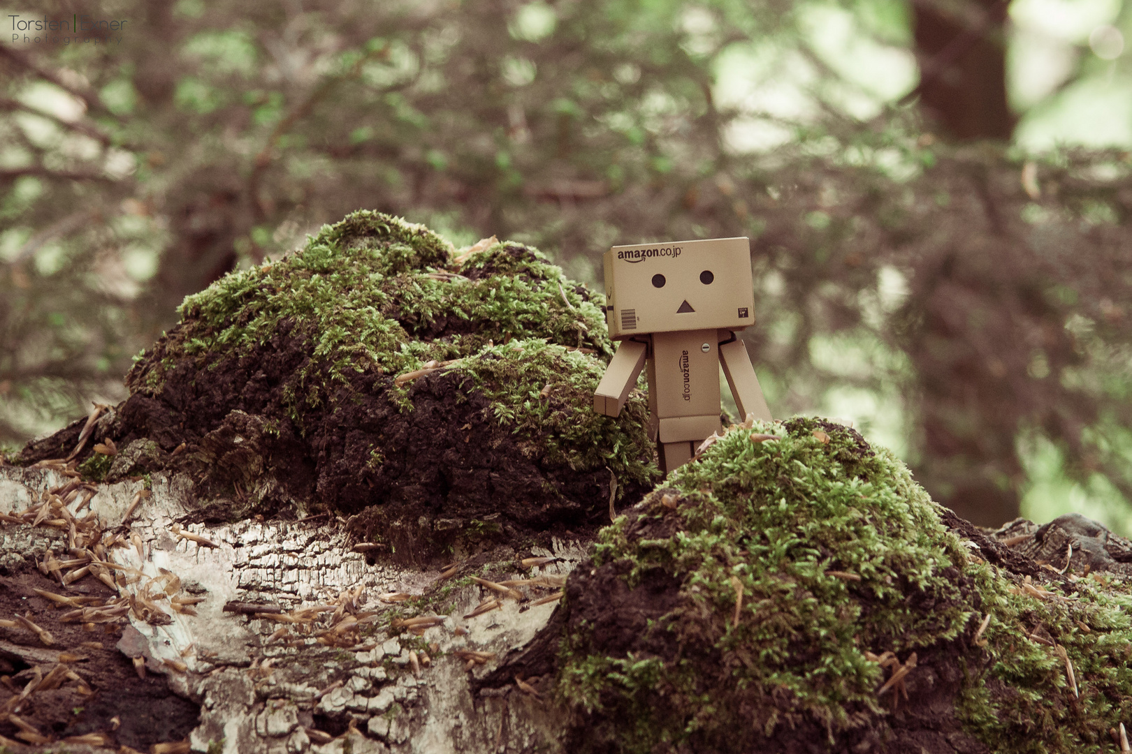 Danbo