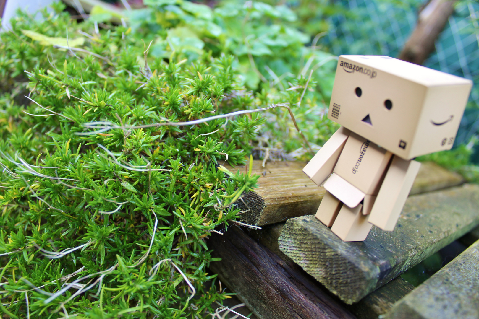 Danbo