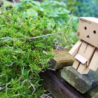 Danbo