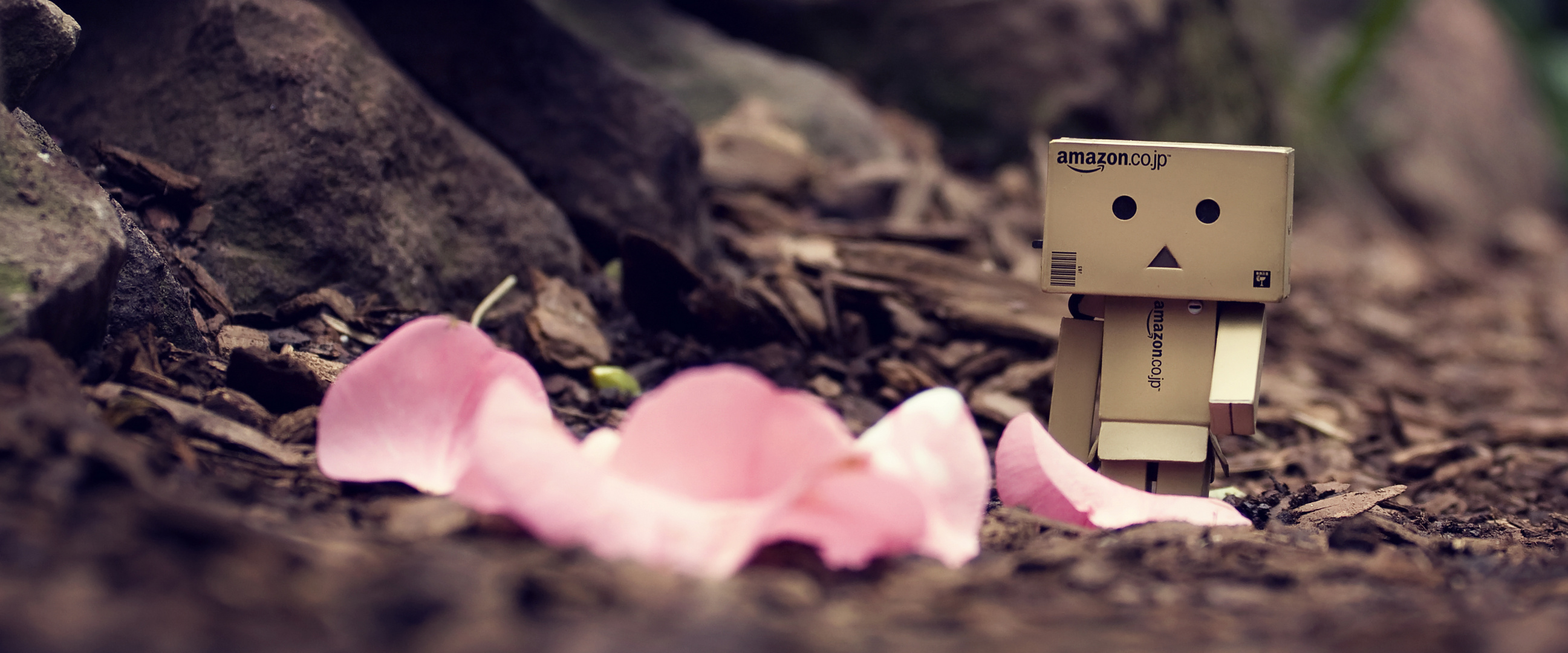 danbo