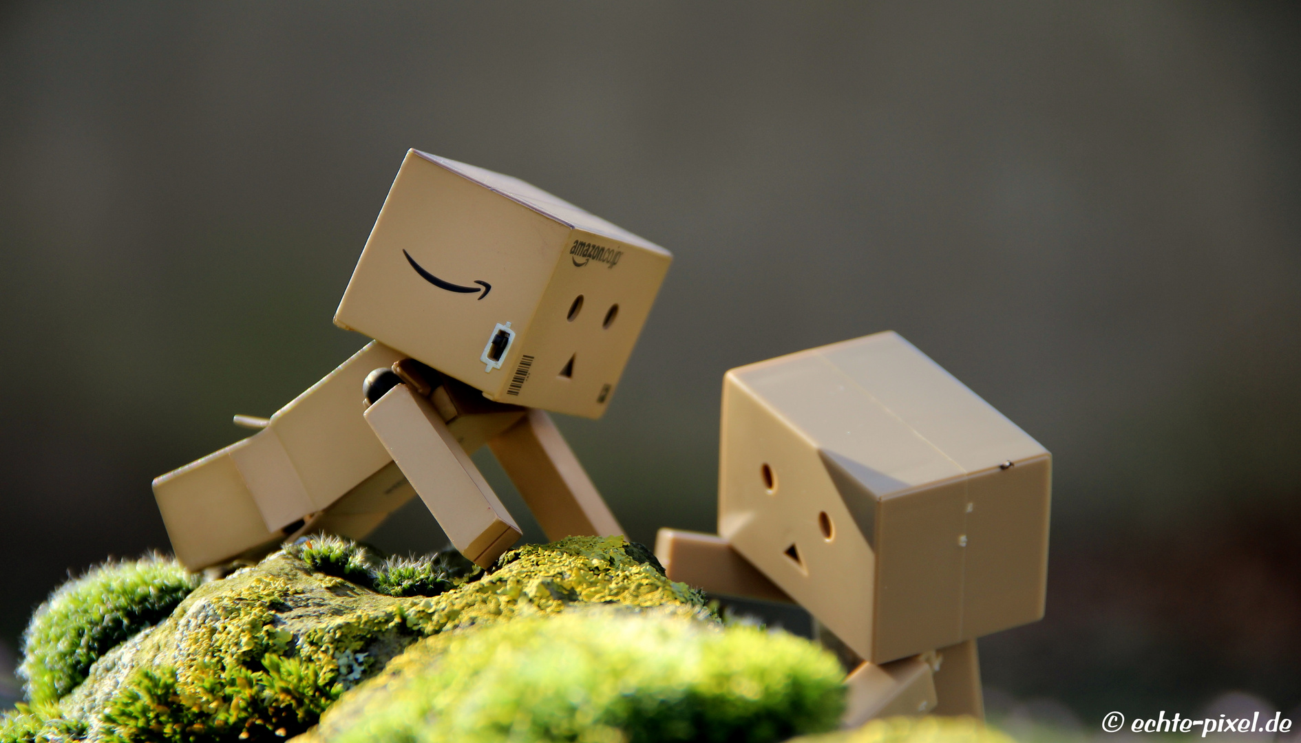 Danbo #6