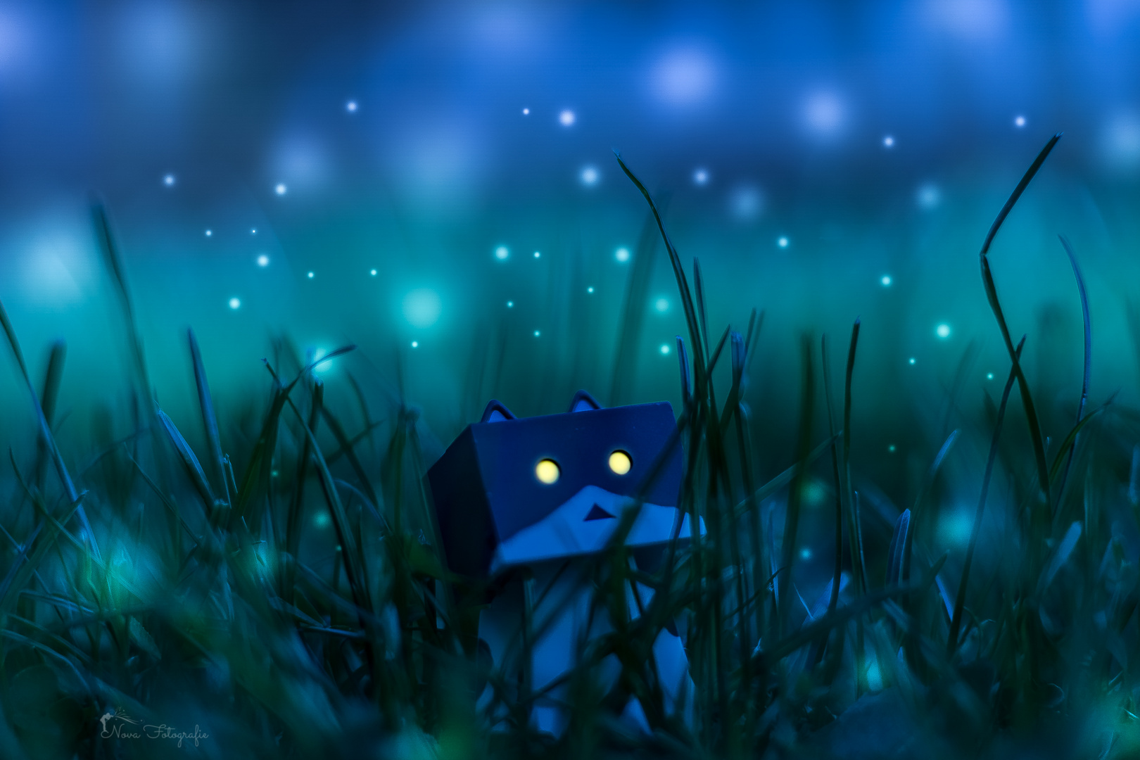 Danbo at Night