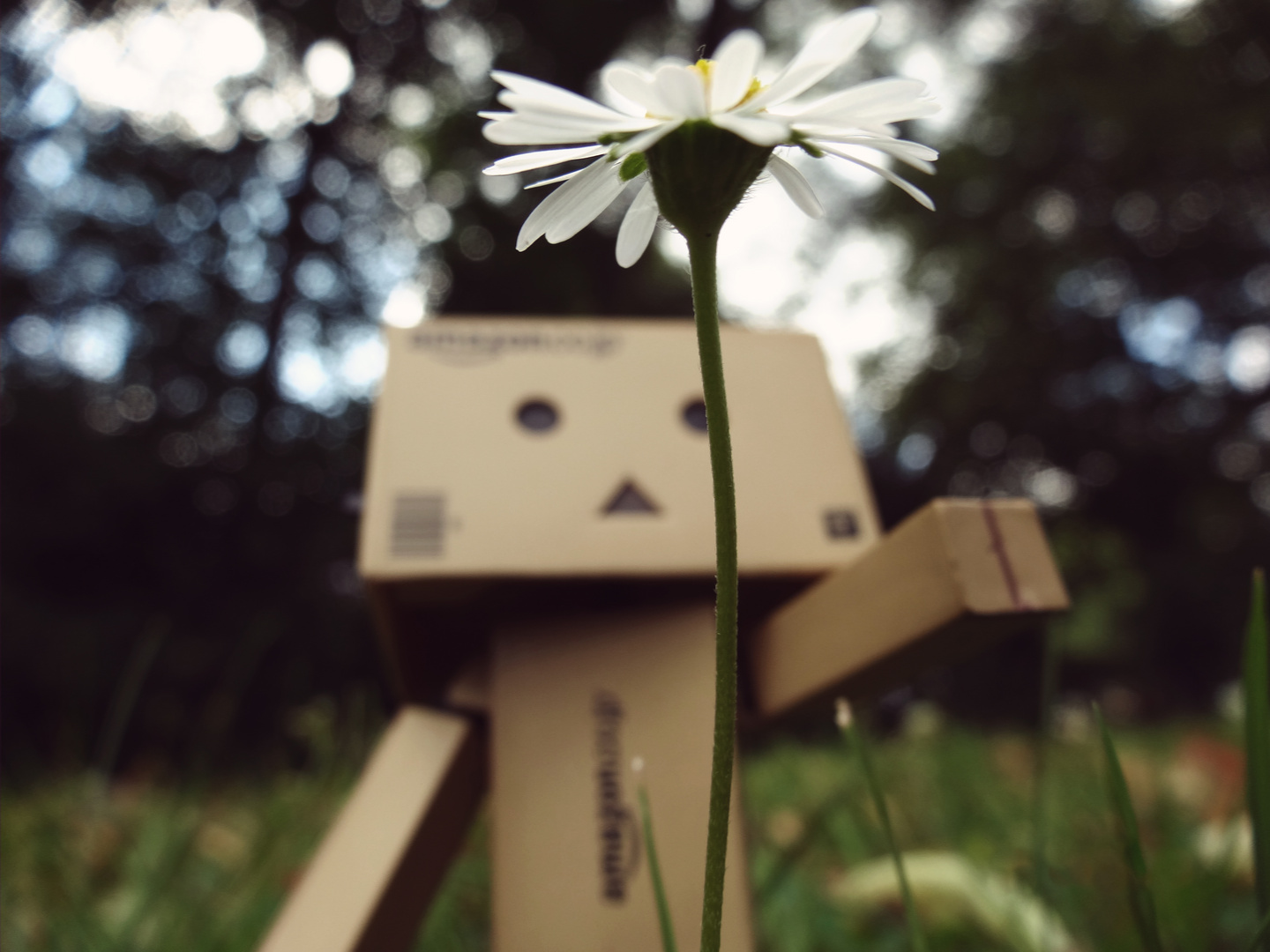 Danbo auf der Wiese