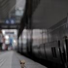 Danbo auf Reisen...