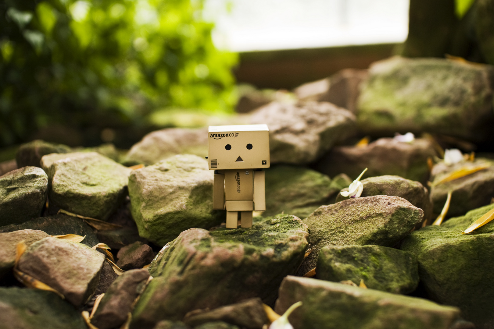 danbo