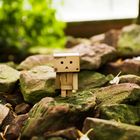 danbo