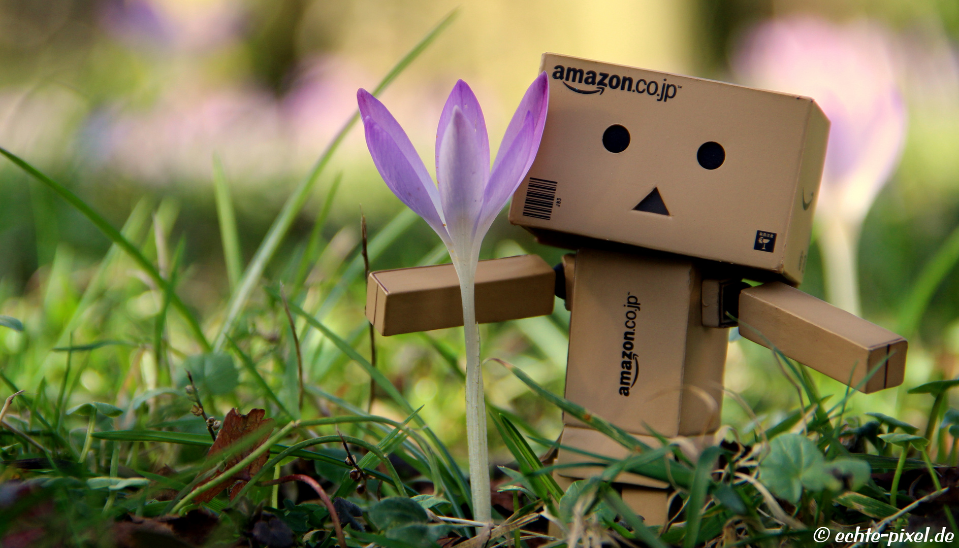 Danbo Frühling 2014