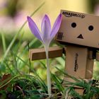 Danbo Frühling 2014