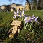 Danbo genießt die Sonne