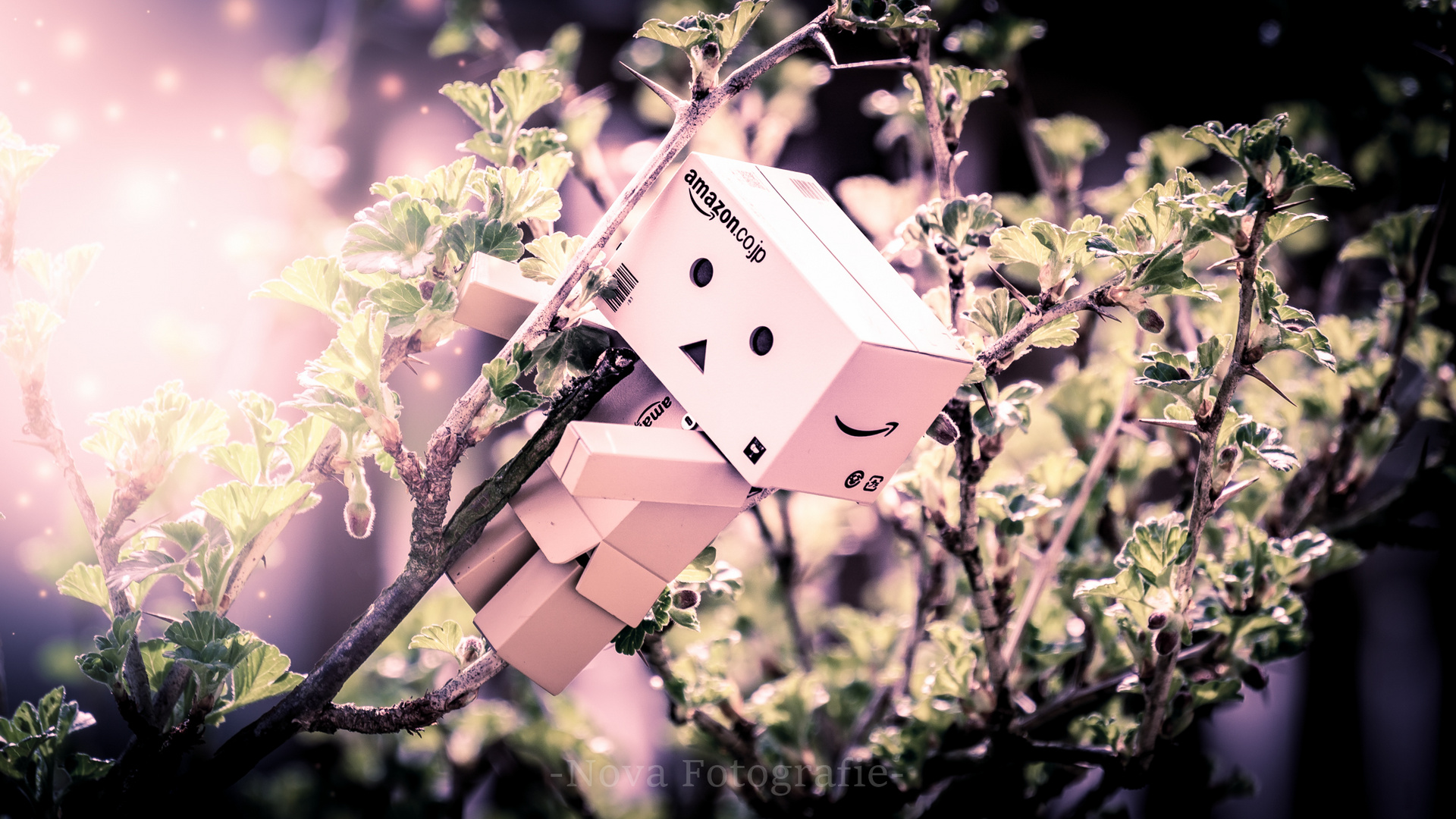 Danbo - Hoch hinaus