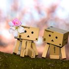 Danbo im Frühlingsrausch