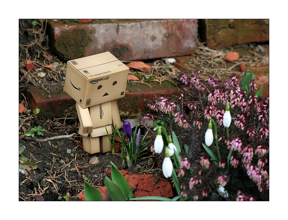 Danbo im Garten