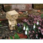 Danbo im Garten