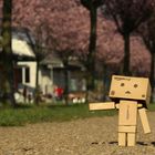 Danbo im Park