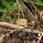 Danbo im Unterholz