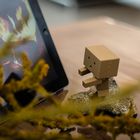 Danbo macht ein Lagerfeuer