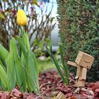 Danbo mag Tulpen