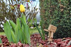 Danbo mag Tulpen