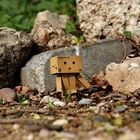 Danbo on the rocks