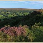 Danby Dale 12