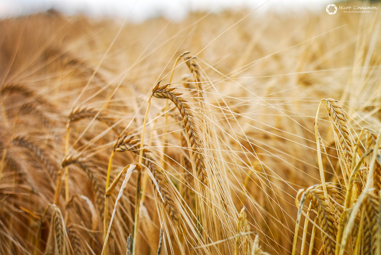 Dance in the Field