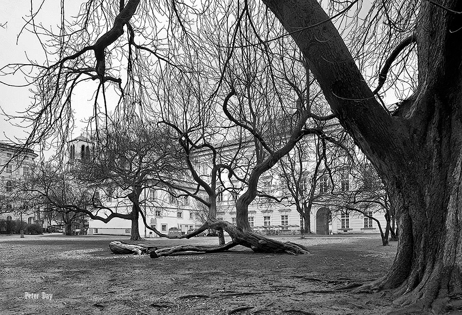 Dance in the park