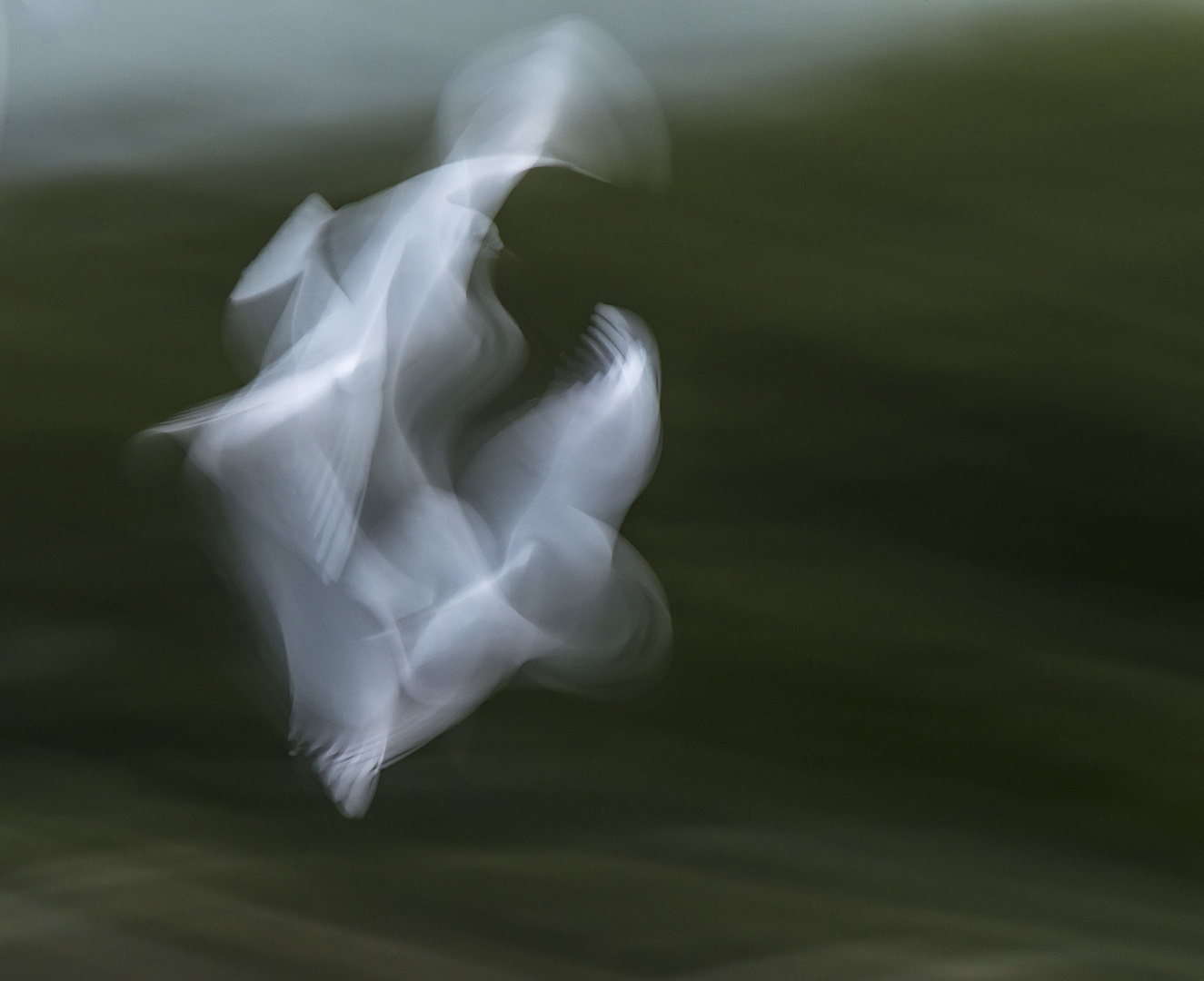 Dance of a gull, Möwentanz