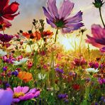 DANCE OF FLOWERS