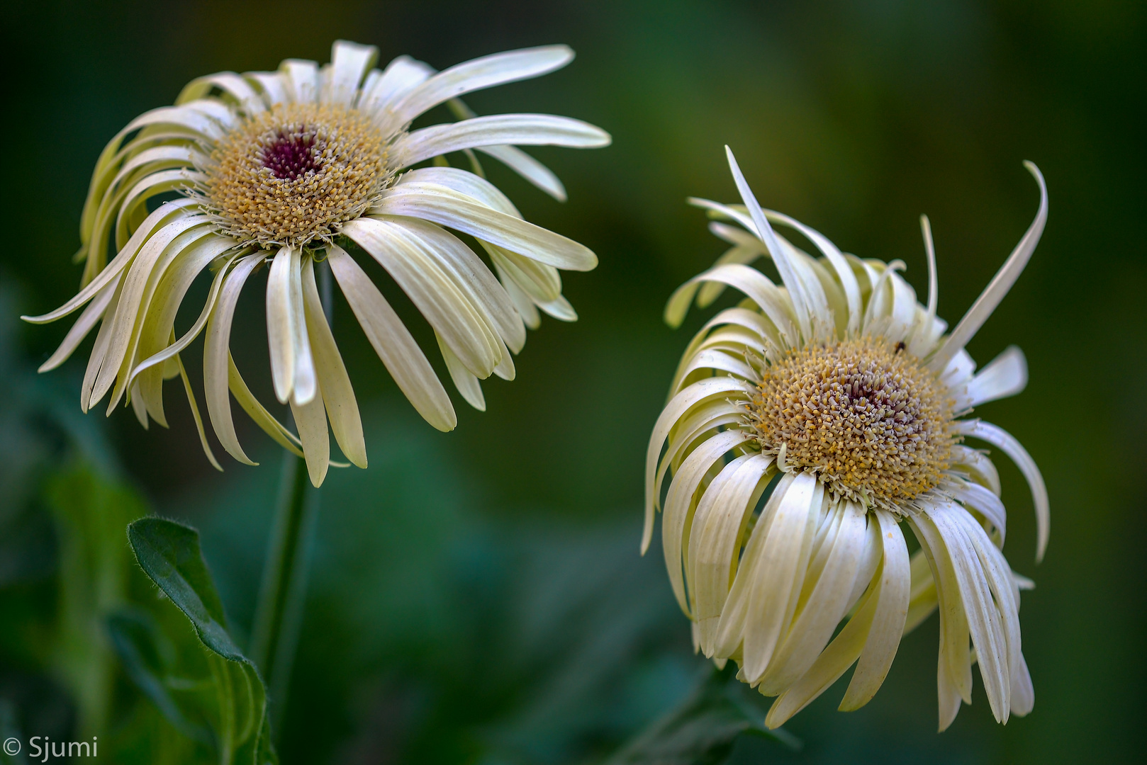 Dance of gerberas