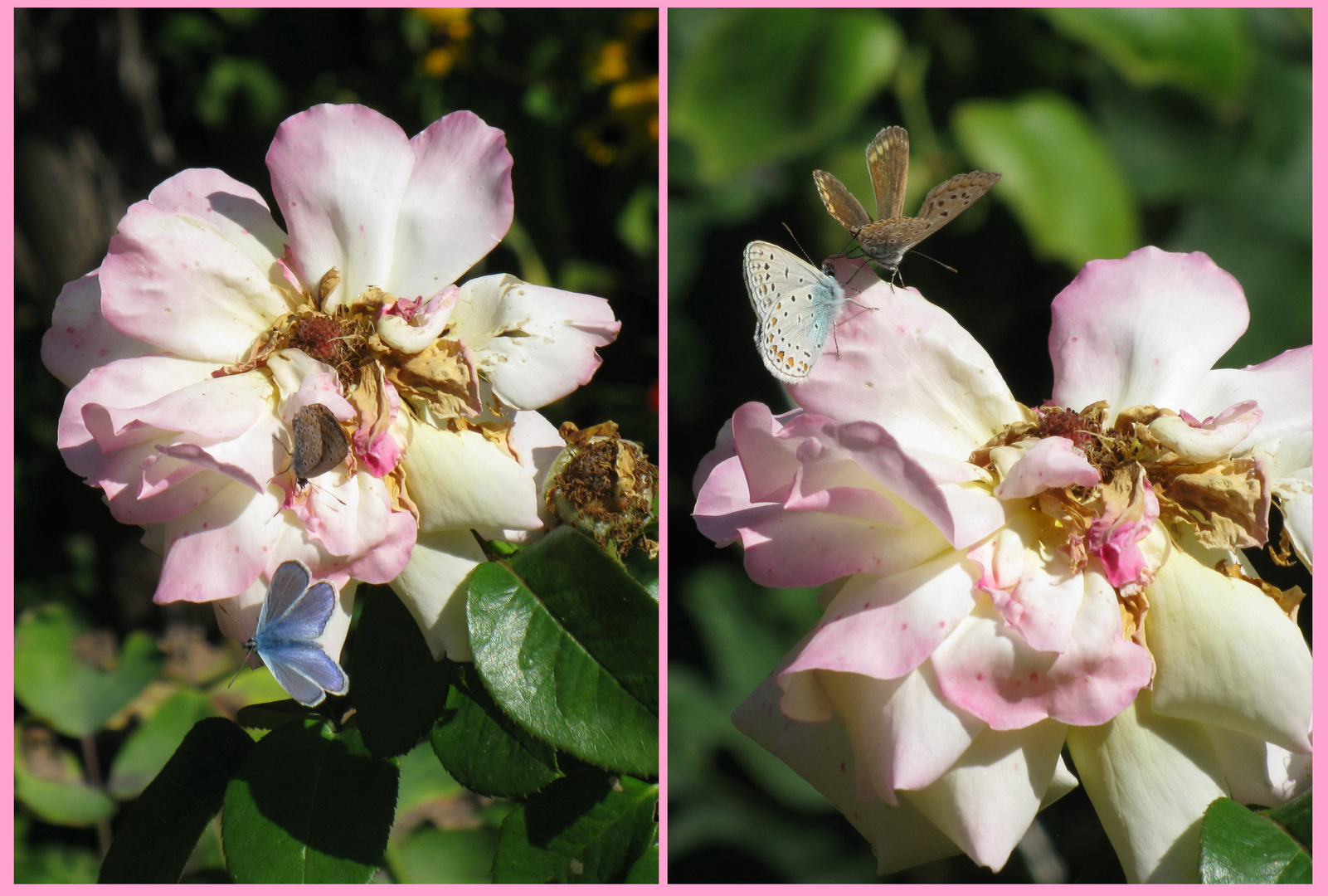 dance of  little butterflies on old rose