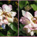 dance of  little butterflies on old rose