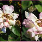 dance of  little butterflies on old rose