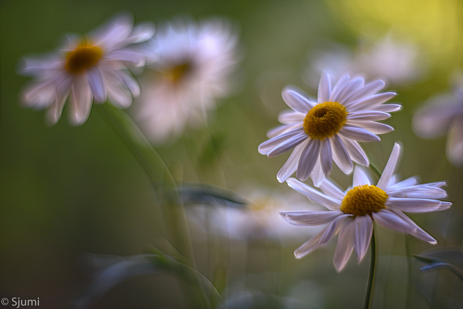 Dance of marguerites....