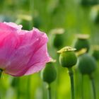 Dance of poppy flower