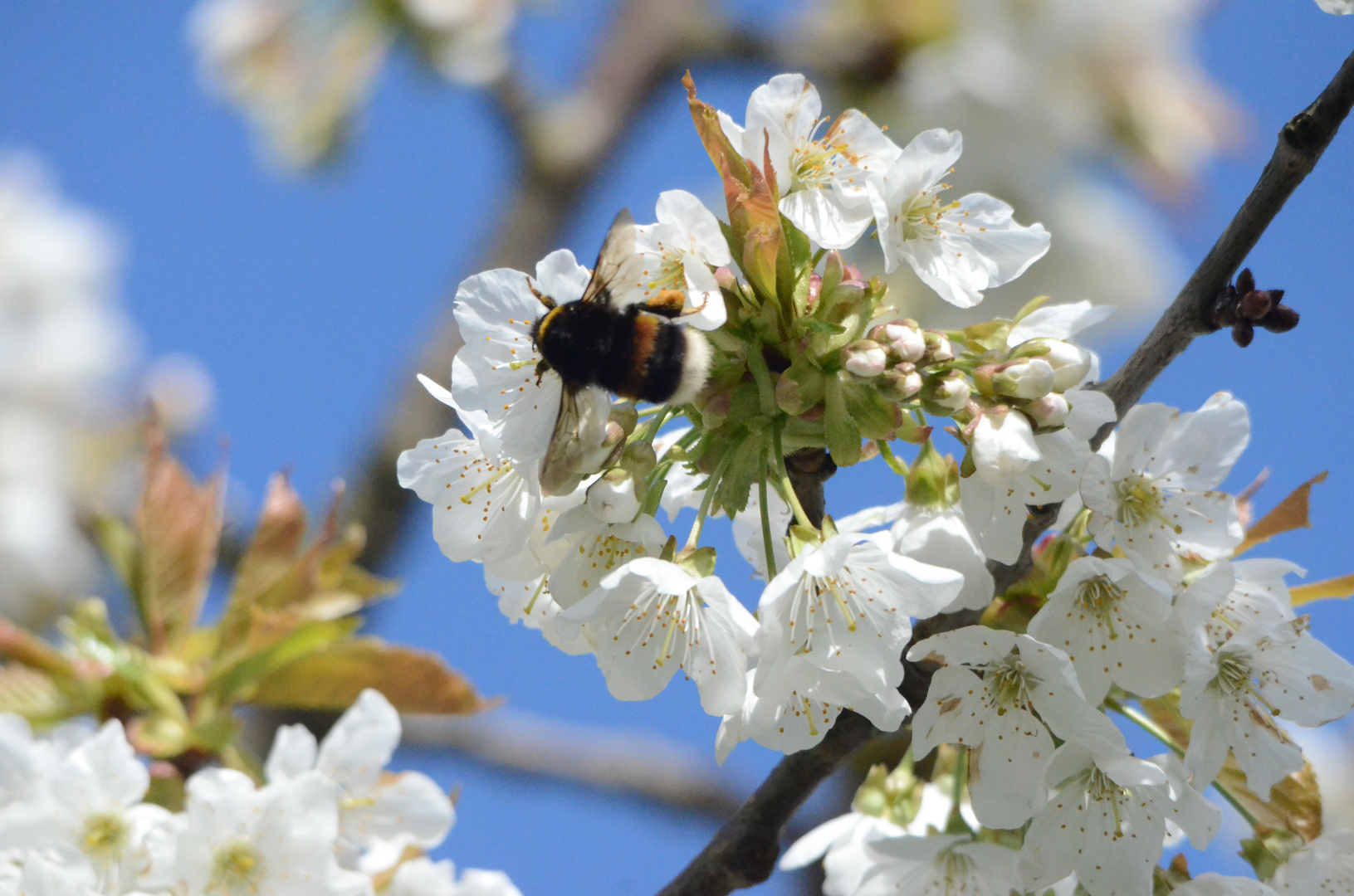 Dance of the Bumble Bee