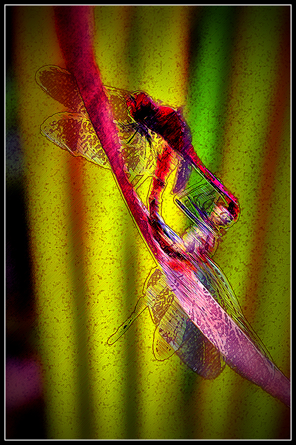 " Dance of the Dragonflies "