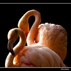 Dance of the Flamingo,s