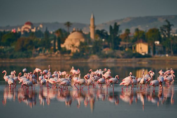 "Dance of the Flamingos"