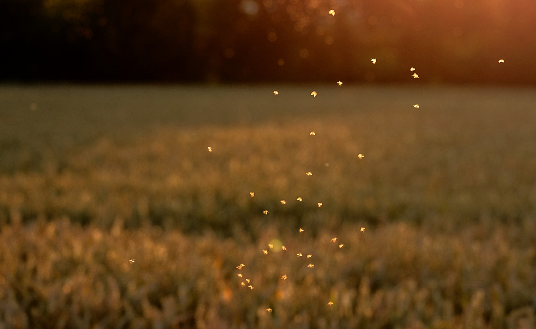 Dance of the Flys