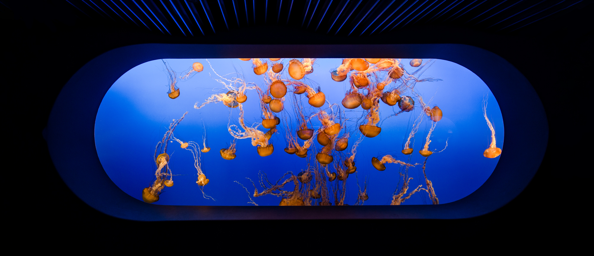 Dance of the Moonlight Jellies