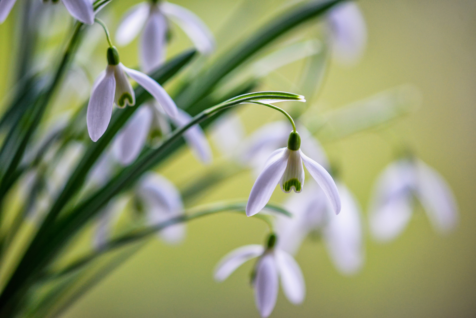 Dance of the snowdrops !