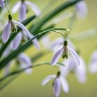 Dance of the snowdrops !