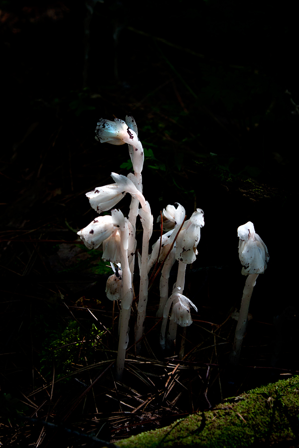 Dance of the Sugar Plum Fairies