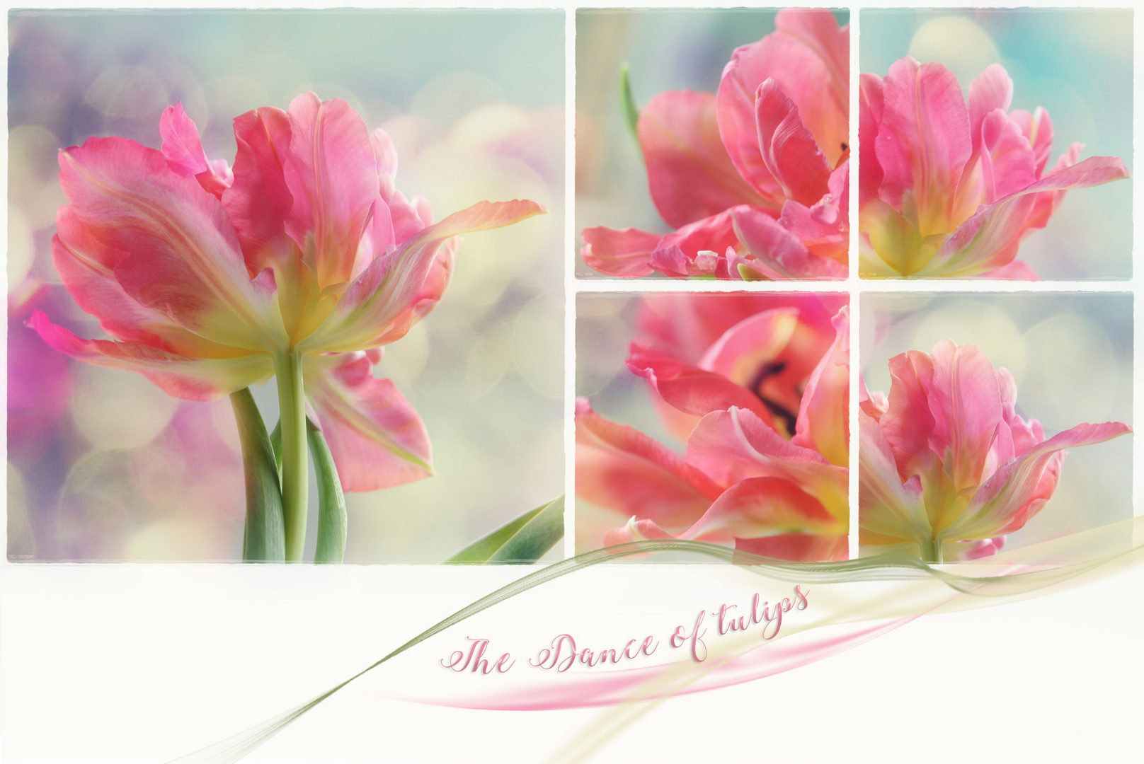 Dance Of Tulips