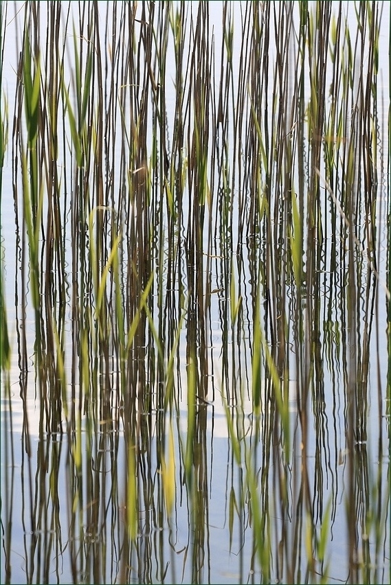 Dance the reedswindplants