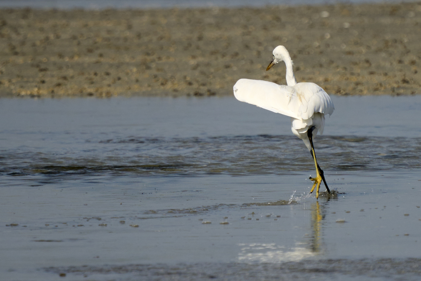 Dance with the Heron 