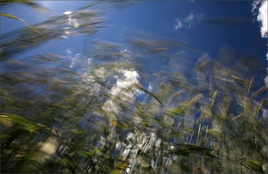 dance with the wind in a cornfield