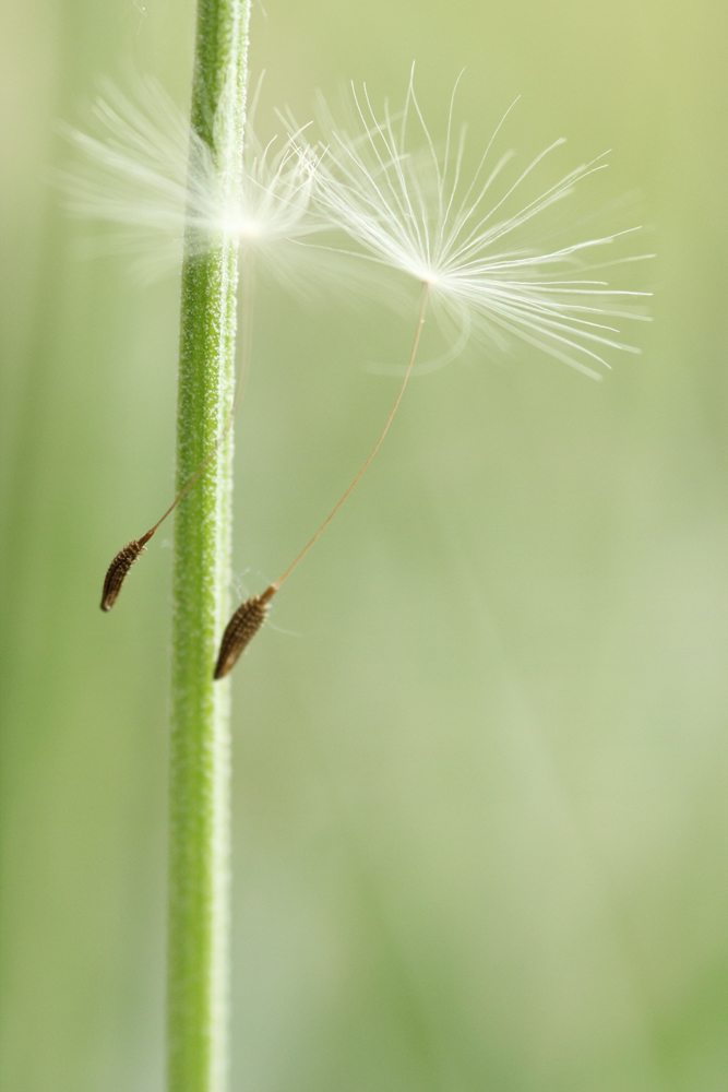 Dancer on a string