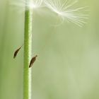 Dancer on a string